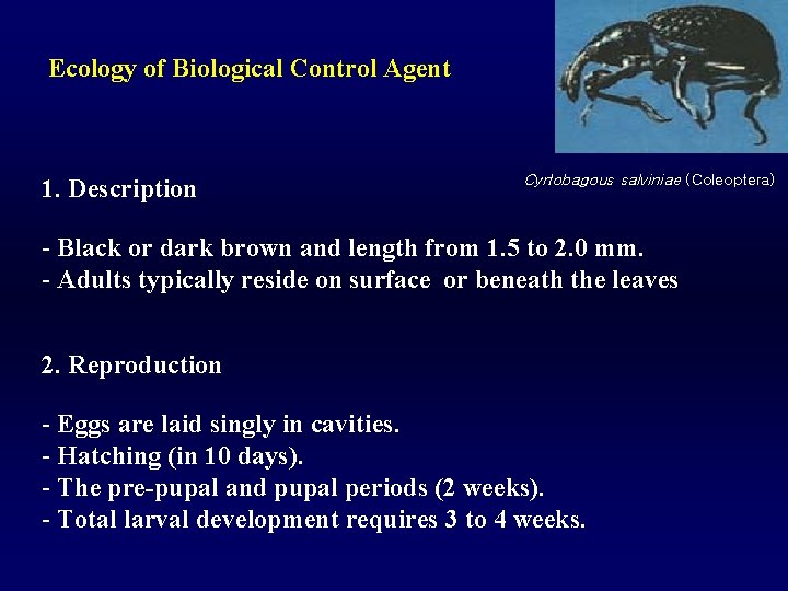 Ecology of Biological Control Agent Cyrtobagous salviniae (Coleoptera) 1. Description - Black or dark
