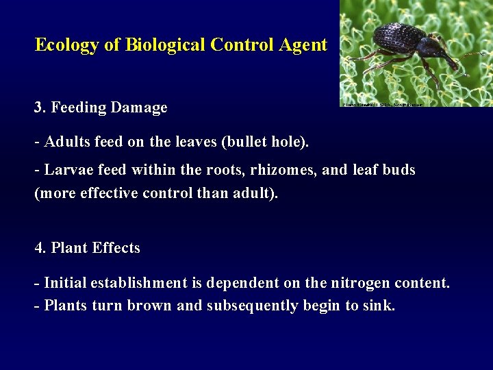 Ecology of Biological Control Agent 3. Feeding Damage - Adults feed on the leaves