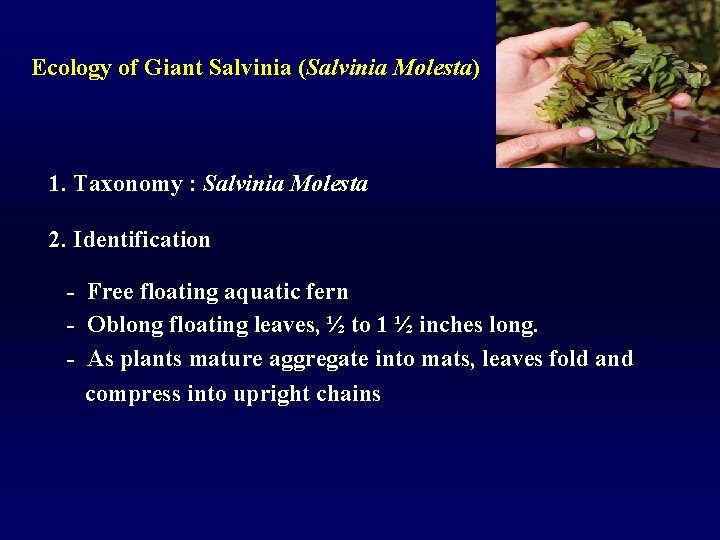 Ecology of Giant Salvinia (Salvinia Molesta) 1. Taxonomy : Salvinia Molesta 2. Identification -