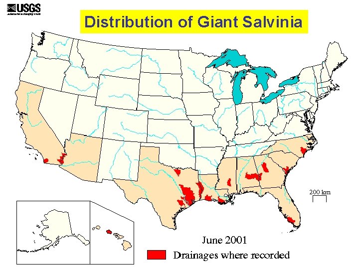 Distribution of Giant Salvinia 