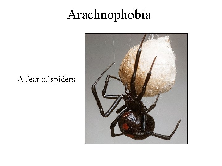 Arachnophobia A fear of spiders! 