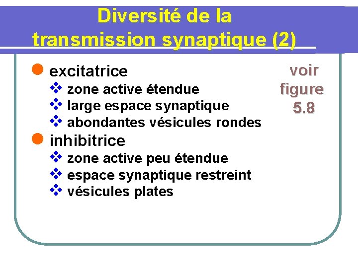 Diversité de la transmission synaptique (2) voir l excitatrice v zone active étendue v