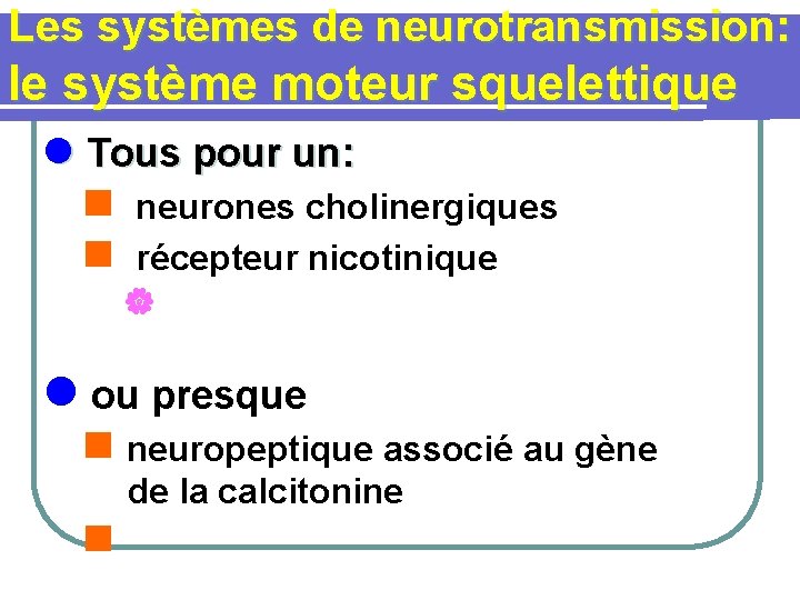 Les systèmes de neurotransmission: le système moteur squelettique l Tous pour un: n neurones