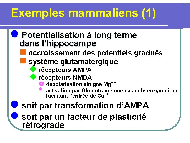  Exemples mammaliens (1) l Potentialisation à long terme dans l’hippocampe n accroissement des