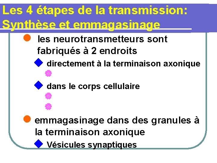 Les 4 étapes de la transmission: Synthèse et emmagasinage l les neurotransmetteurs sont fabriqués