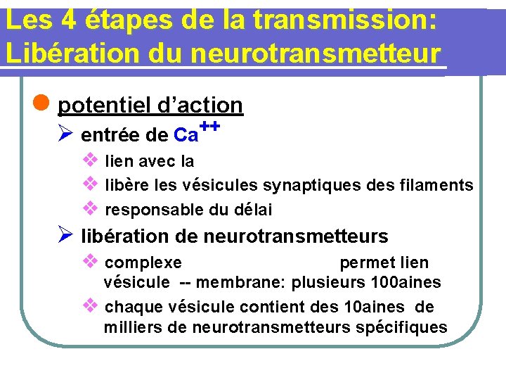 Les 4 étapes de la transmission: Libération du neurotransmetteur l potentiel d’action Ø entrée