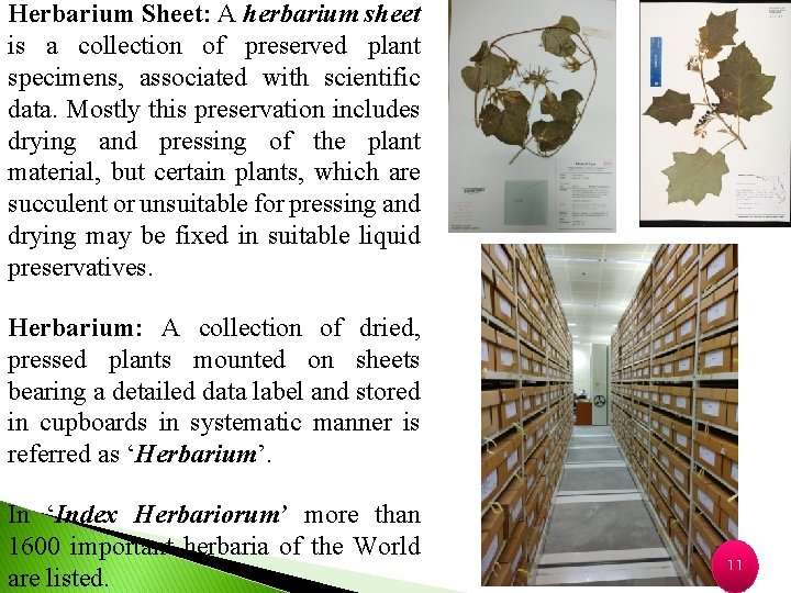 Herbarium Sheet: A herbarium sheet is a collection of preserved plant specimens, associated with