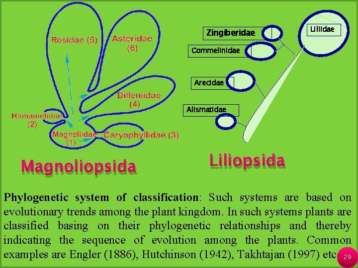 Zingiberidae Liliidae Commelinidae Arecidae Alismatidae Magnoliopsida Liliopsida Phylogenetic system of classification: Such systems are