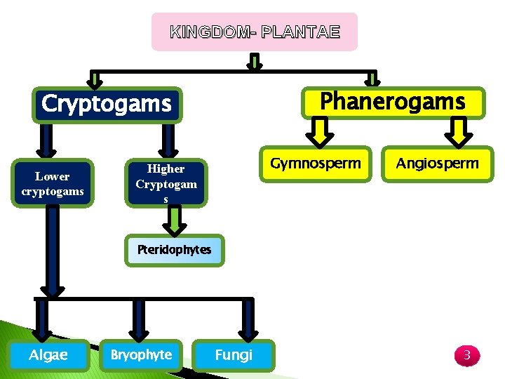 KINGDOM- PLANTAE Phanerogams Cryptogams Lower cryptogams Gymnosperm Higher Cryptogam s Angiosperm Pteridophytes Algae Bryophyte