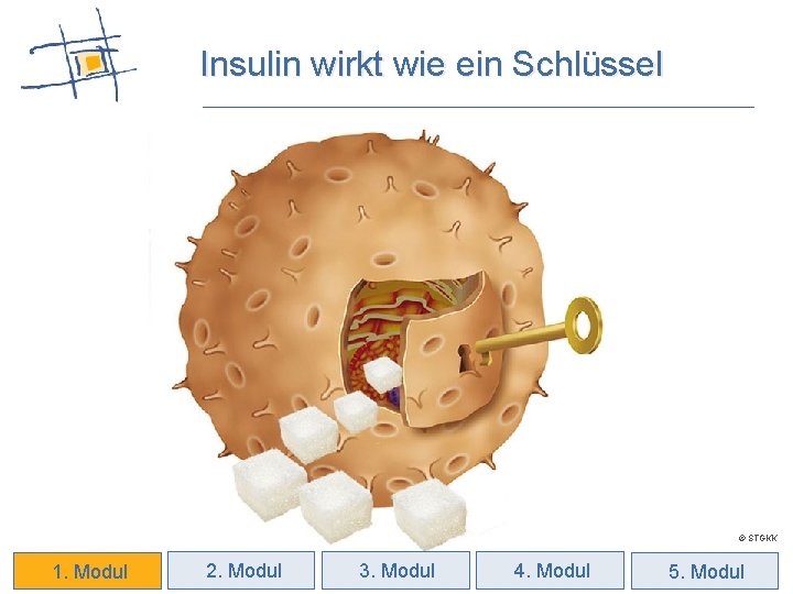 Insulin wirkt wie ein Schlüssel © STGKK 1. Modul 2. Modul 3. Modul 4.