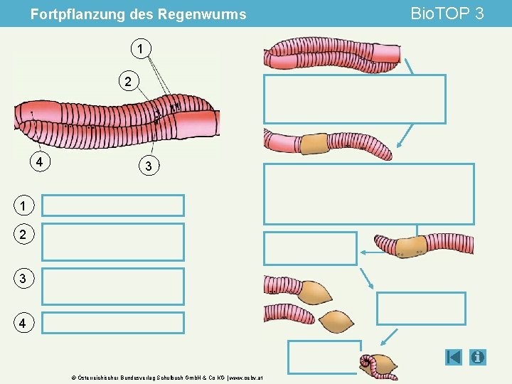 Fortpflanzung des Regenwurms 1 2 4 3 1 2 3 4 © Österreichischer Bundesverlag