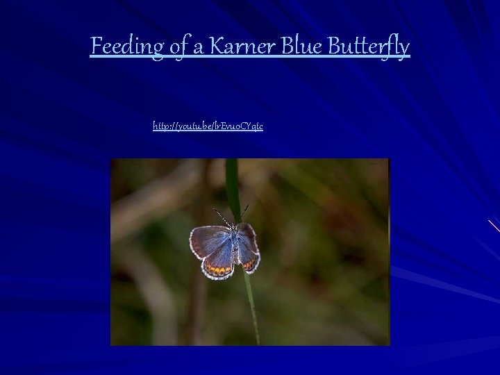 Feeding of a Karner Blue Butterfly http: //youtu. be/lr. Evu 0 CYqtc 