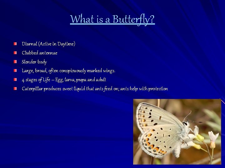 What is a Butterfly? Diurnal (Active in Daytime) Clubbed antennae Slender body Large, broad,