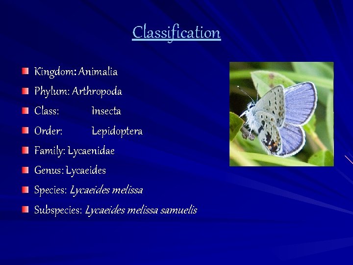 Classification Kingdom: Animalia Phylum: Arthropoda Class: Insecta Order: Lepidoptera Family: Lycaenidae Genus: Lycaeides Species: