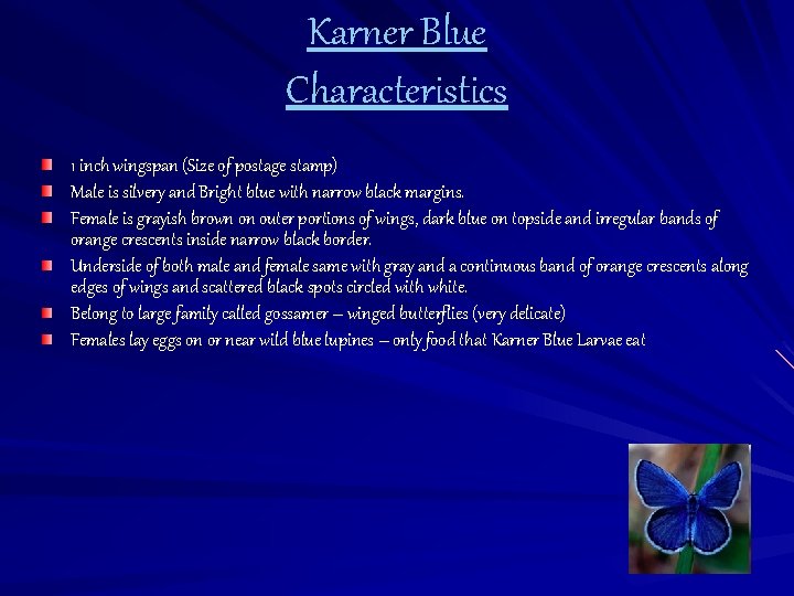 Karner Blue Characteristics 1 inch wingspan (Size of postage stamp) Male is silvery and