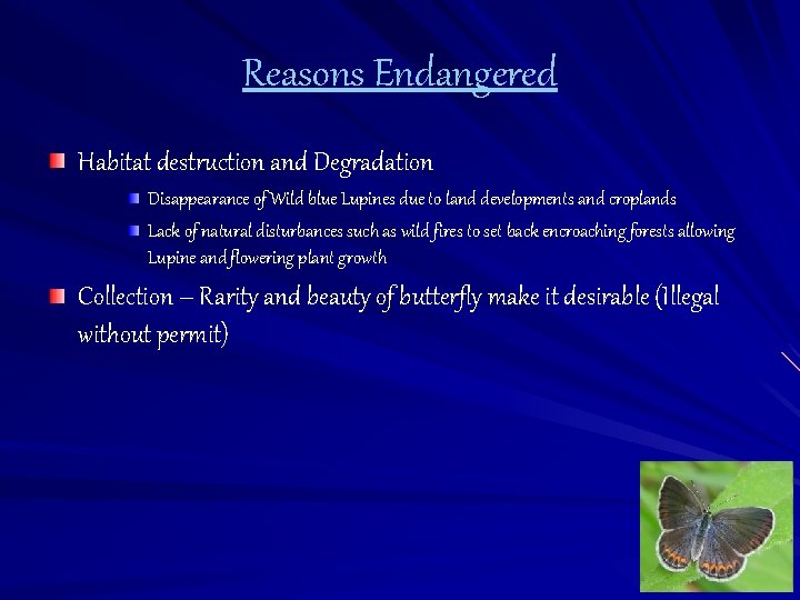 Reasons Endangered Habitat destruction and Degradation Disappearance of Wild blue Lupines due to land