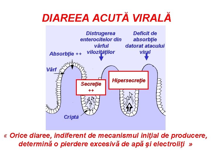 DIAREEA ACUTĂ VIRALĂ Distrugerea Deficit de enterocitelor din absorbţie vârful datorat atacului viral Absorbţie