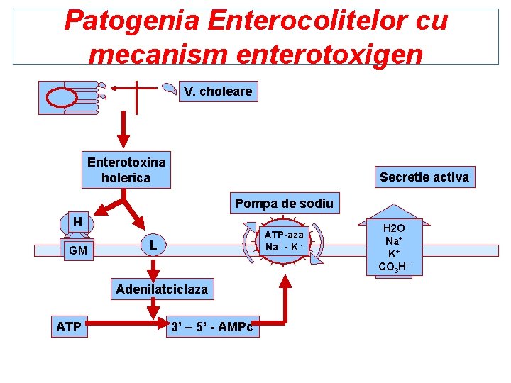 Patogenia Enterocolitelor cu mecanism enterotoxigen V. choleare Enterotoxina holerica Secretie activa Pompa de sodiu