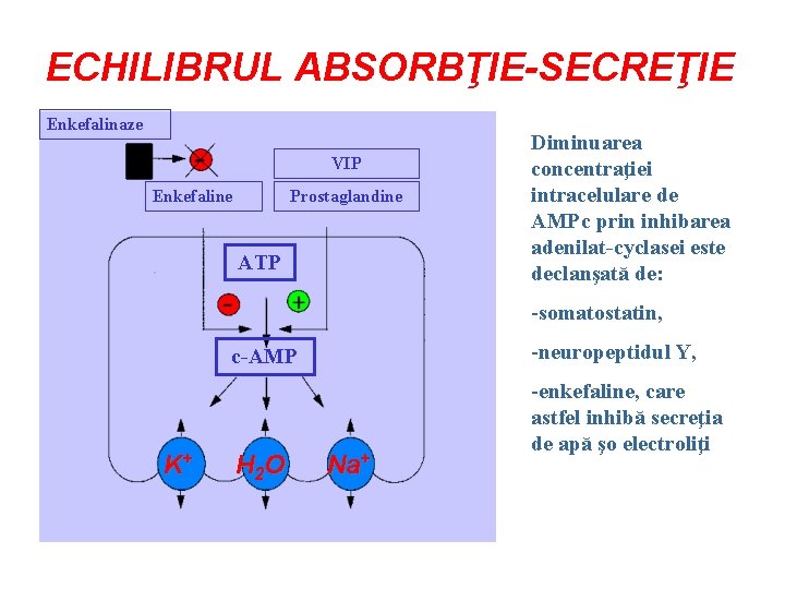 ECHILIBRUL ABSORBŢIE-SECREŢIE Enkefalinaze VIP Enkefaline Prostaglandine ATP Diminuarea concentraţiei intracelulare de AMPc prin inhibarea