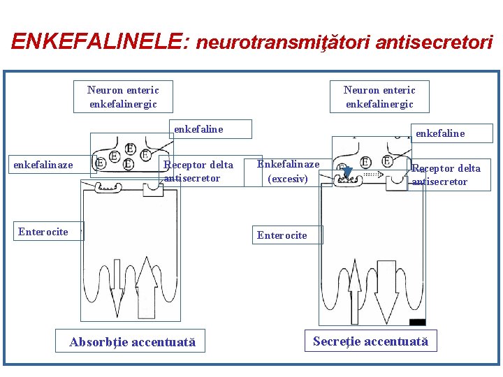 ENKEFALINELE: neurotransmiţători antisecretori Neuron enteric enkefalinergic enkefaline enkefalinaze Receptor delta antisecretor Enterocite enkefaline Enkefalinaze
