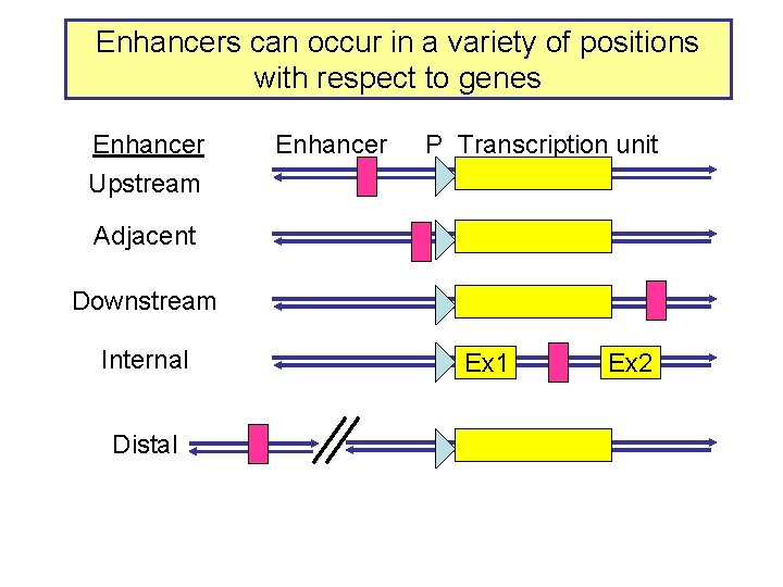 Enhancers can occur in a variety of positions with respect to genes Enhancer P