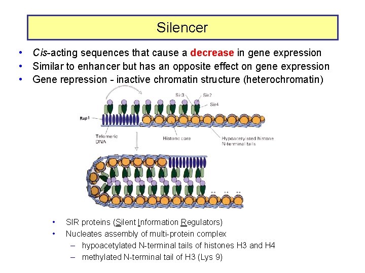 Silencer • Cis-acting sequences that cause a decrease in gene expression • Similar to
