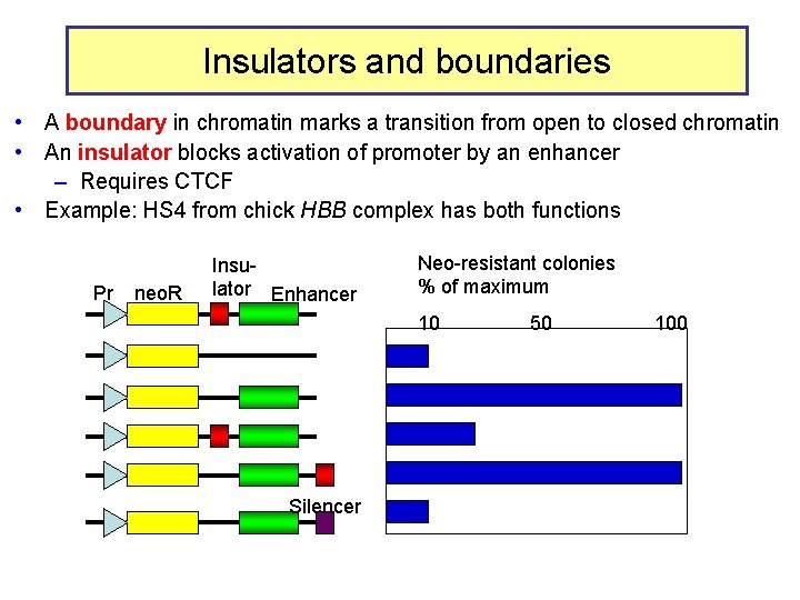 Insulators and boundaries • A boundary in chromatin marks a transition from open to