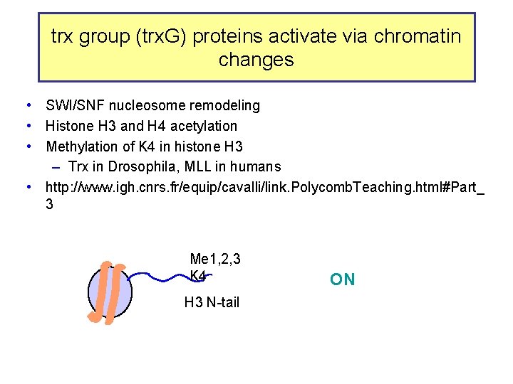 trx group (trx. G) proteins activate via chromatin changes • SWI/SNF nucleosome remodeling •