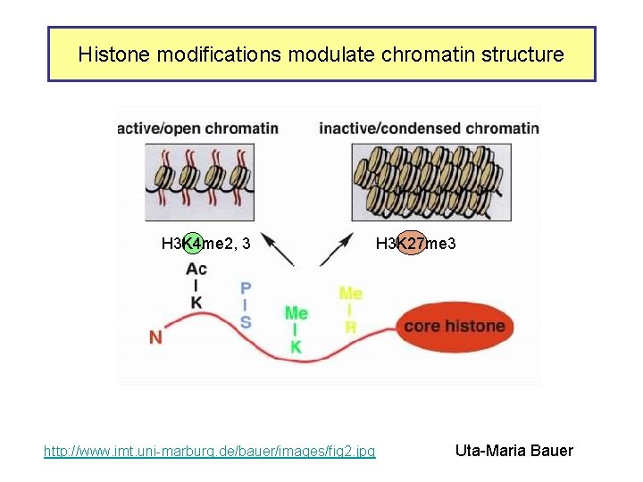 Histone modifications modulate chromatin structure H 3 K 4 me 2, 3 http: //www.
