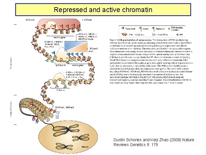 Repressed and active chromatin Dustin Schones and Keiji Zhao (2008) Nature Reviews Genetics 9: