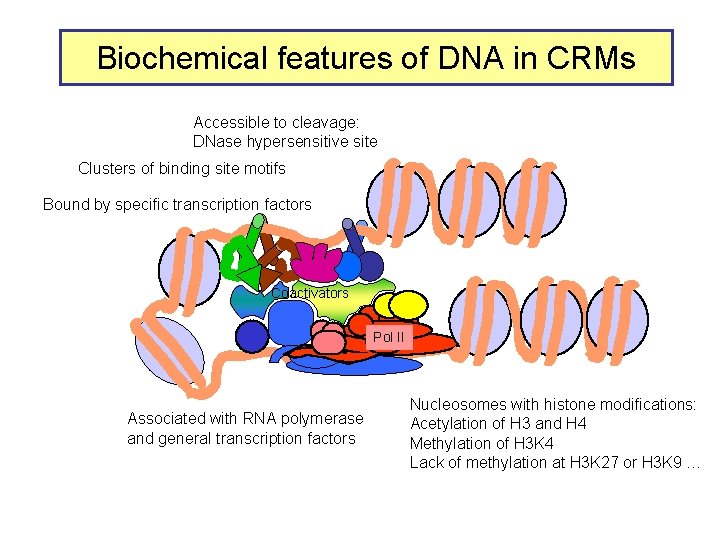 Biochemical features of DNA in CRMs Accessible to cleavage: DNase hypersensitive site Clusters of