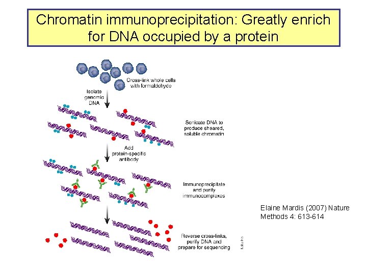 Chromatin immunoprecipitation: Greatly enrich for DNA occupied by a protein Elaine Mardis (2007) Nature