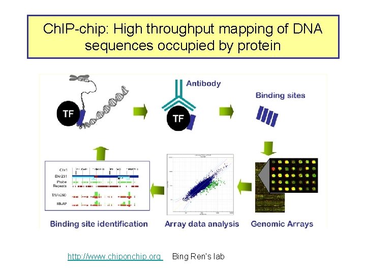 Ch. IP-chip: High throughput mapping of DNA sequences occupied by protein http: //www. chiponchip.