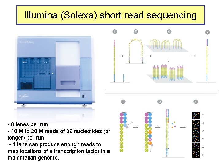 Illumina (Solexa) short read sequencing - 8 lanes per run - 10 M to