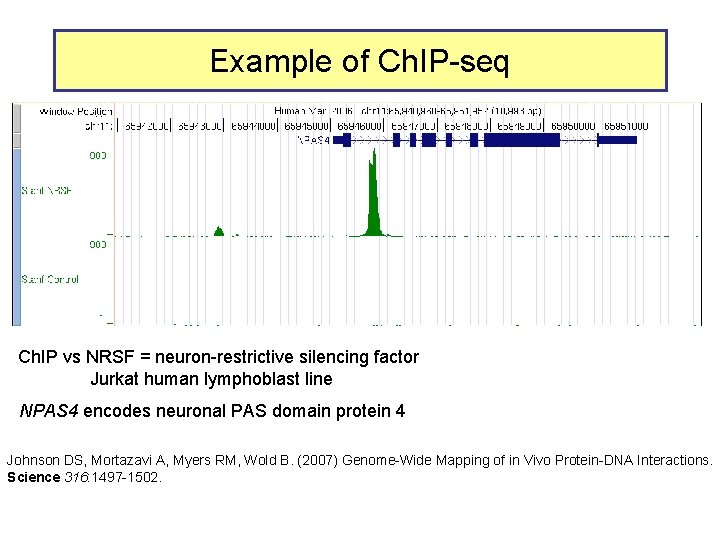 Example of Ch. IP-seq Ch. IP vs NRSF = neuron-restrictive silencing factor Jurkat human