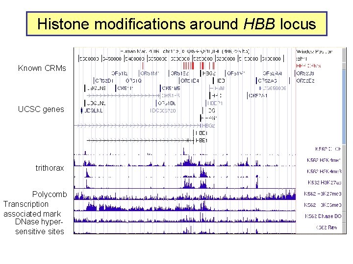 Histone modifications around HBB locus Known CRMs UCSC genes trithorax Polycomb Transcription associated mark