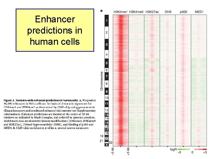 Enhancer predictions in human cells 