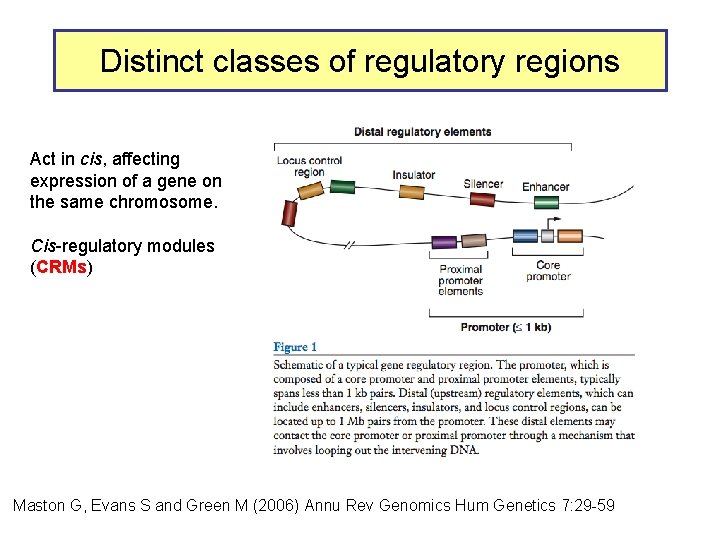 Distinct classes of regulatory regions Act in cis, affecting expression of a gene on