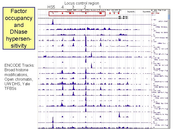 Factor occupancy and DNase hypersensitivity ENCODE Tracks: Broad histone modifications, Open chromatin, UW DHS,