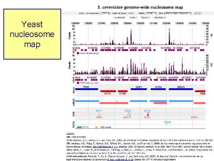 Yeast nucleosome map 