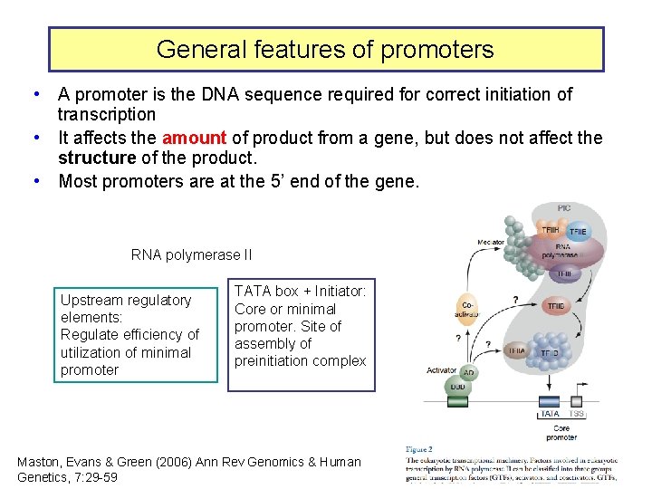 General features of promoters • A promoter is the DNA sequence required for correct