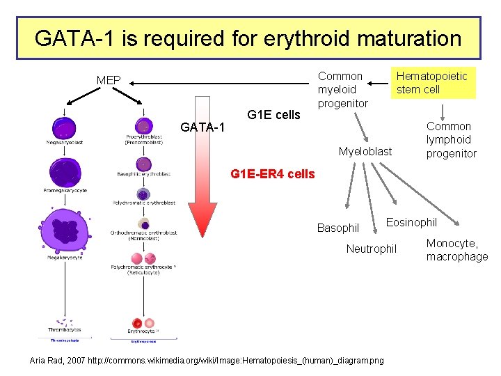GATA-1 is required for erythroid maturation MEP GATA-1 G 1 E cells Common myeloid
