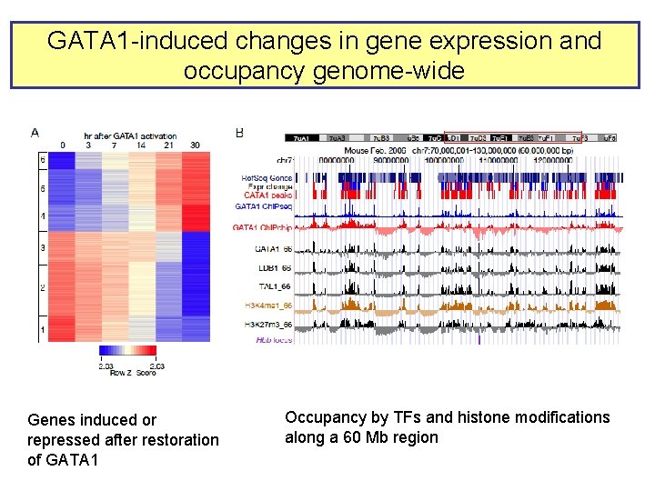 GATA 1 -induced changes in gene expression and occupancy genome-wide Genes induced or repressed