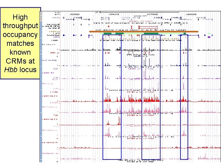 High throughput occupancy matches known CRMs at Hbb locus 