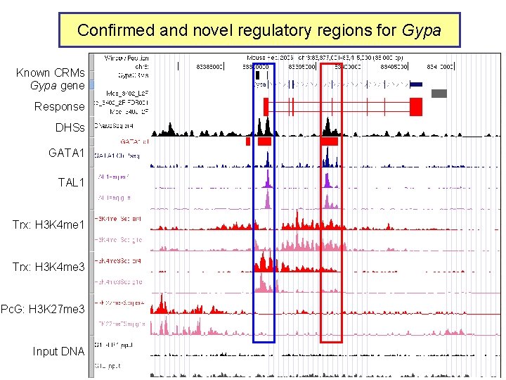 Confirmed and novel regulatory regions for Gypa Known CRMs Gypa gene Response DHSs GATA