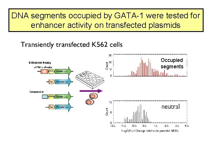 DNA segments occupied by GATA-1 were tested for enhancer activity on transfected plasmids Occupied