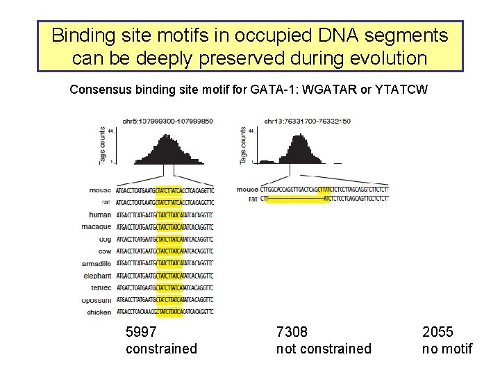 Binding site motifs in occupied DNA segments can be deeply preserved during evolution Consensus