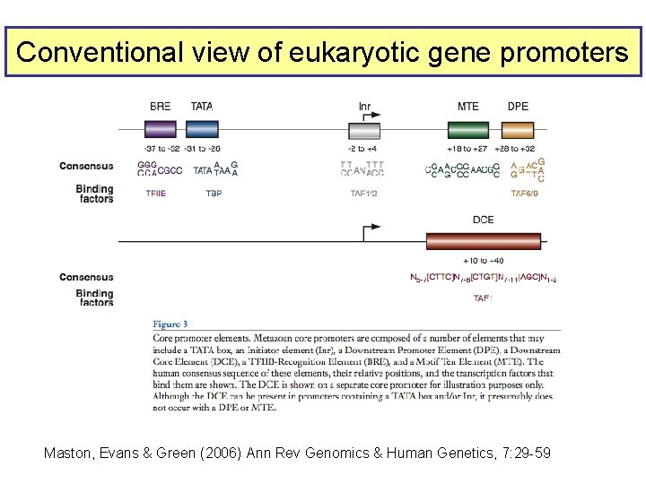 Conventional view of eukaryotic gene promoters Maston, Evans & Green (2006) Ann Rev Genomics