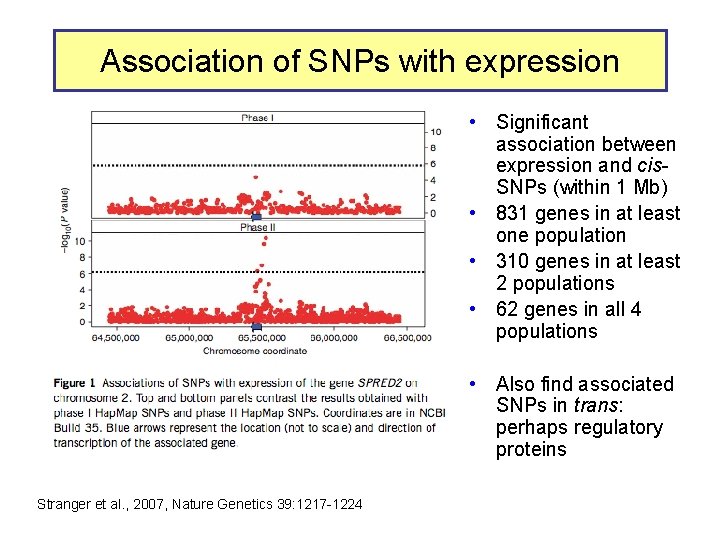 Association of SNPs with expression • Significant association between expression and cis. SNPs (within