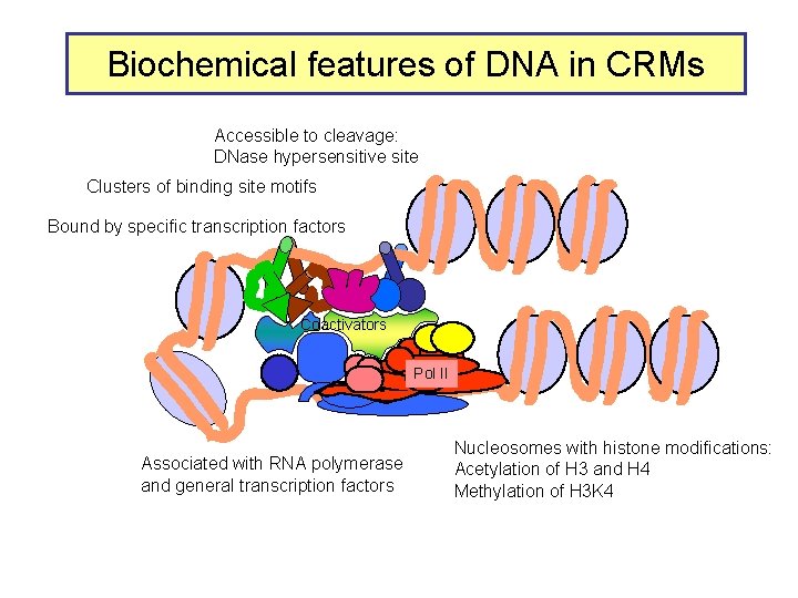 Biochemical features of DNA in CRMs Accessible to cleavage: DNase hypersensitive site Clusters of